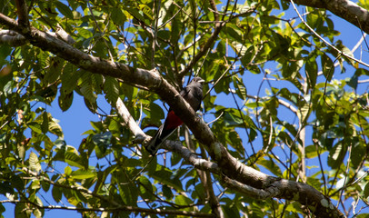 Tropical bird on the branch