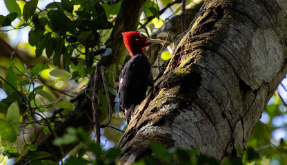Woodpecker