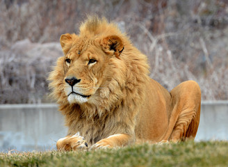Fototapeta premium Male Lion laying down in the grass
