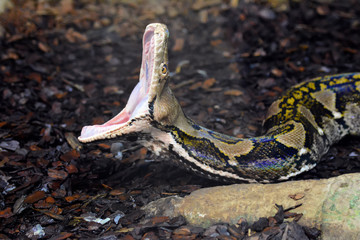 Python snake with large open mouth