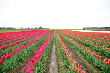 スカジット　バレ－　チュ－リップ　フェスティバル ワシントン州　アメリカ　　Skagit valley tulip festival