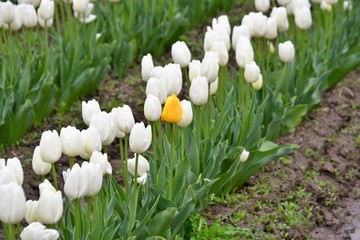 スカジット　バレ－　チュ－リップ　フェスティバル ワシントン州　アメリカ　　Skagit valley tulip festival