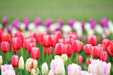 スカジット　バレ－　チュ－リップ　フェスティバル ワシントン州　アメリカ　　Skagit valley tulip festival