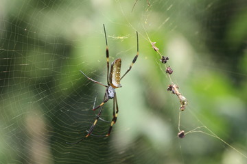 Araña