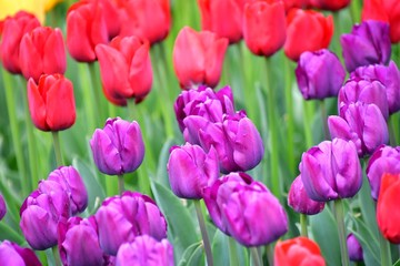 Obraz premium スカジット バレ－ チュ－リップ フェスティバル ワシントン州 アメリカ Skagit valley tulip festival