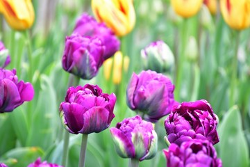 スカジット　バレ－　チュ－リップ　フェスティバル ワシントン州　アメリカ　　Skagit valley tulip festival