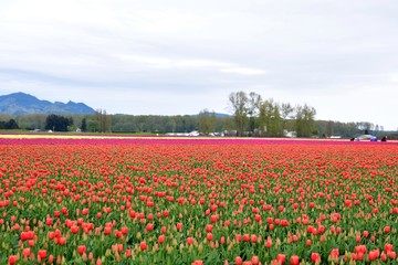 Fototapeta na wymiar スカジット　バレ－　チュ－リップ　フェスティバル ワシントン州　アメリカ　　Skagit valley tulip festival