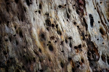 Wood texture background