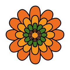 flower leaves nature