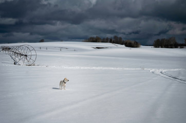 A small white shorthaired dog standing in a snow covered field with a gray stormy sky in the background.
