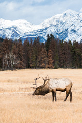 Fototapeta premium Bull elk in the wild
