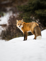 Red fox in the wild