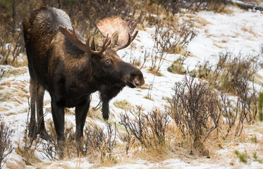 Bull moose during the rut