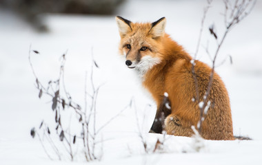 Red fox in the wild