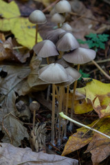 Mushrooms in the forest with yellow leaves