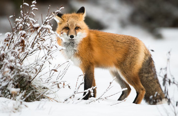 Red fox in the wild