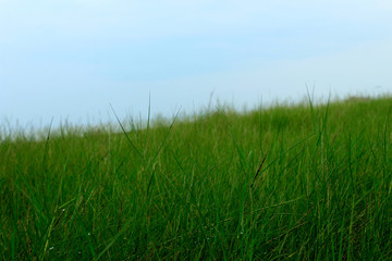 Obraz na płótnie Canvas Dense green grass grows freely in the rice fields