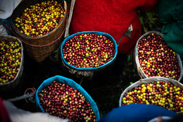 fresh raw coffee beans from the agricultural farmland in the farmer basket