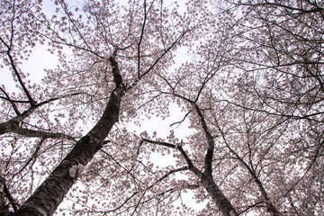 満開の桜