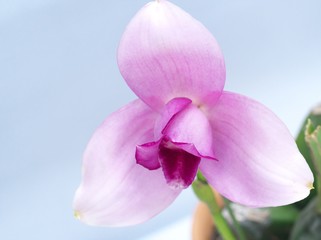 美しく咲き誇る洋ラン