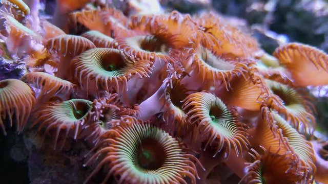 Purple Button Polyp, protopalythoa mutuki underwater soft corals zoanthids in aquarium. Footage of marine aquatic Zoanthus sp., Zoas or sea mat coral. Nautical seaweeds and plants, seabed with polyps