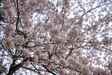 満開の桜