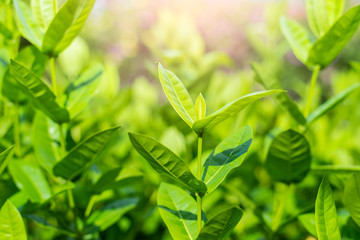 Green leaves for background. Environmental Rehabilitation Concepts