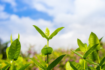 Green leaves blue sky as background