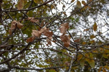 branch of tree with leaves 