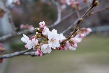 桜の木とさくら