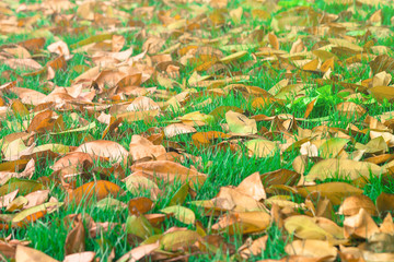 Beautiful landscape in autumn seasonal of dried leaves fallen on green grass meadow field in public park. (Selective focus)
