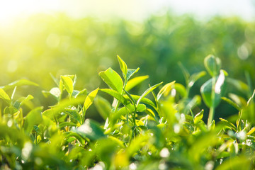 Close up green tea leaves growth at tea plantation in the morning time. (Selective focus)