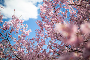 Beautiful pink cherry blossom tree season in japan sky