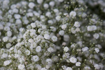 white flowers of a tree