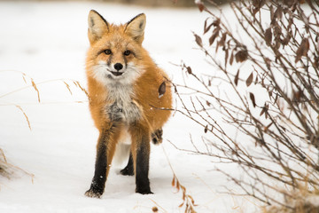 Fototapeta premium Red fox in the wild