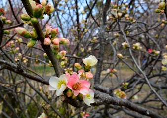 ボケの花が咲く