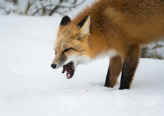 Fototapeta premium Red fox in the wild