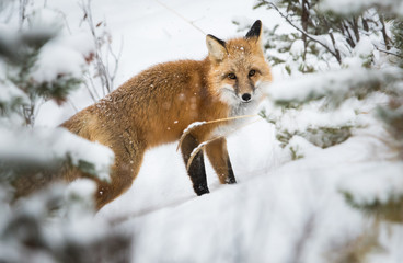 Red fox in the wild