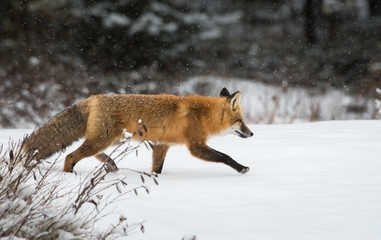 Red fox in the wild