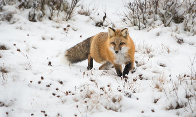 Red fox in the wild