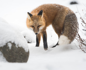 Red fox in the wild