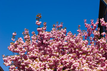 almond tree and blossom