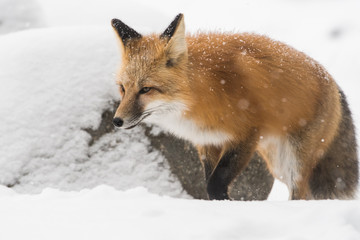 Red fox in the wild