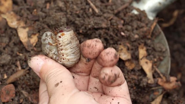 Grub Worms or Rhinoceros Beetle grow in soil on female hands's farmer which agriculture gardening. Worm insects for eating as food it is good source of protein edible. Environment and Entomophagy conc