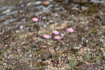 Obraz premium pink flowers