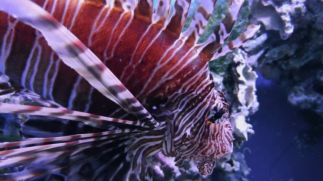 Common lionfish, butterfly-cod swimming underwater. Closeup of zebrafish in aquarium tank with hard corals. Footage of tastyfish, firefish or turkeyfish, pterois with warning red, white coloration