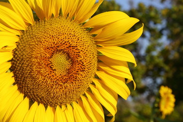 Fototapeta premium beautiful flower, sunflower blossom blooming in nature