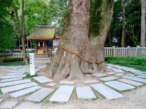 800 year old Camphor Tree at Izanagi Shrine, Japan
