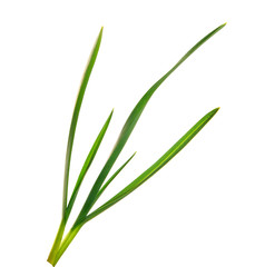 green garlic leaves on an isolated white background. green grass isolate