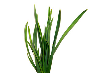 large bunch of green leaves of garlic on an isolated white background. bouquet of green grass isolate